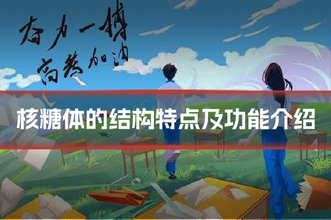核糖体的结构特点及功能介绍