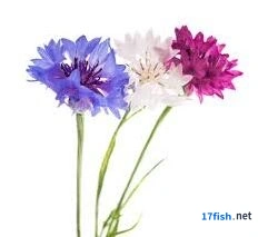 我的花园紫矢车菊养殖全攻略