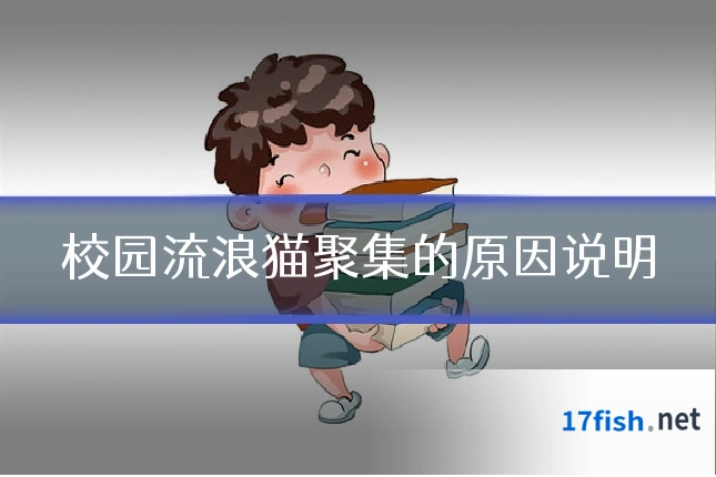 校园流浪猫聚集的原因说明